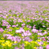 蓮華寺の蓮華草③