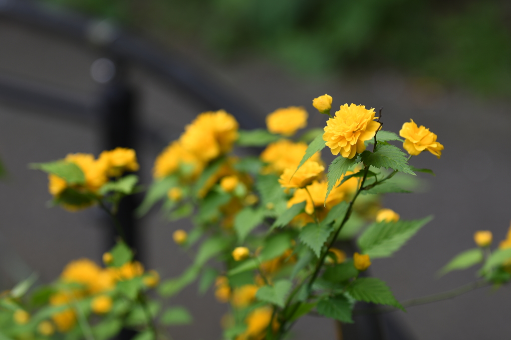 到津の森公園の花たち⑤