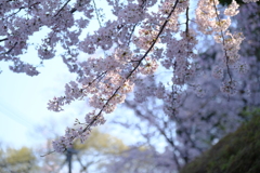 平成最後の桜⑰