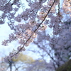 平成最後の桜⑰