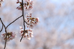 河川敷公園の桜（直方市）④