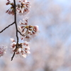 河川敷公園の桜（直方市）④