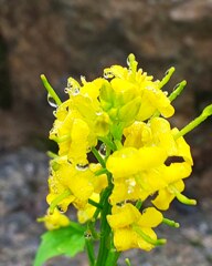 IMG_20190731_081715_679高山植物