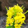 IMG_20190731_081715_679高山植物