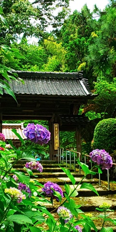 DSC_0760紫陽花寺