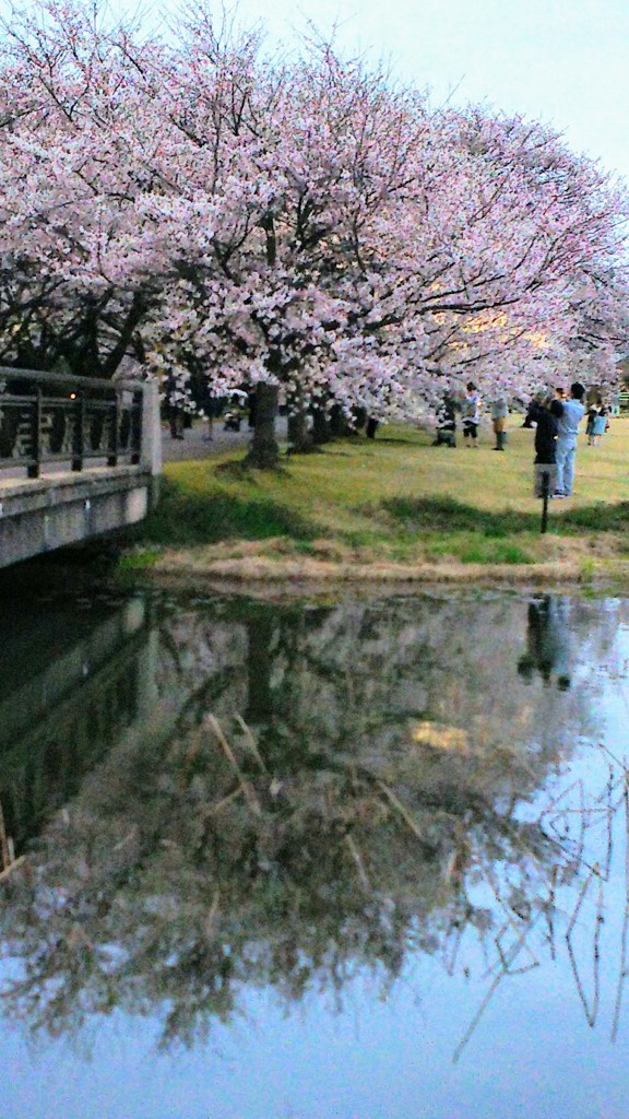 DSC_4554~2桜