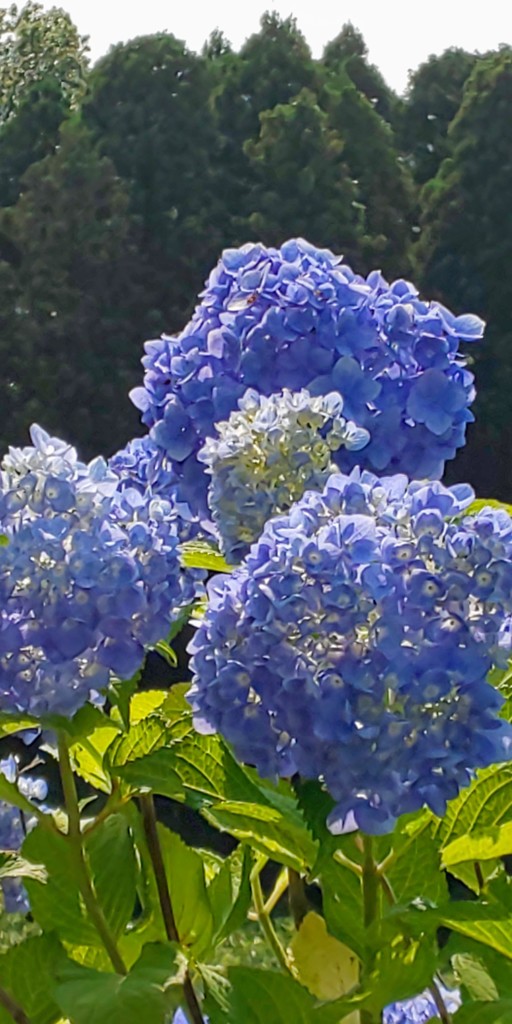DSC_5995~2紫陽花