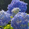 DSC_5995~2紫陽花