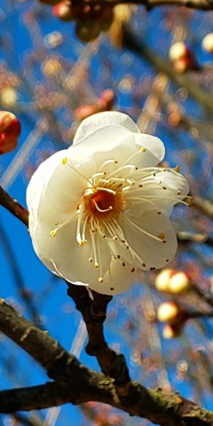 DSC_8930梅の花