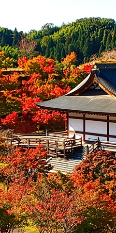 DSC_8020紅葉
