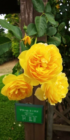 DSC_0331黄色い薔薇