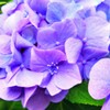 DSC_6231~2和かな紫陽花色❗️