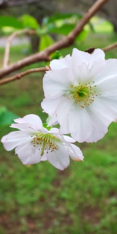 DSC_700810月桜