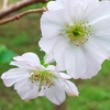 DSC_700810月桜