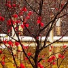 IMG_20200210_092253_296紅白