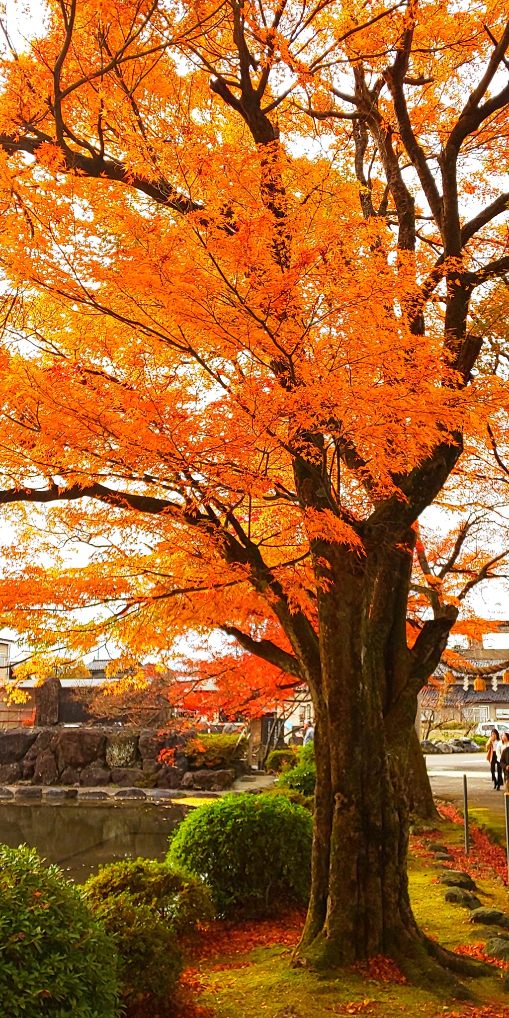 DSC_8436紅葉