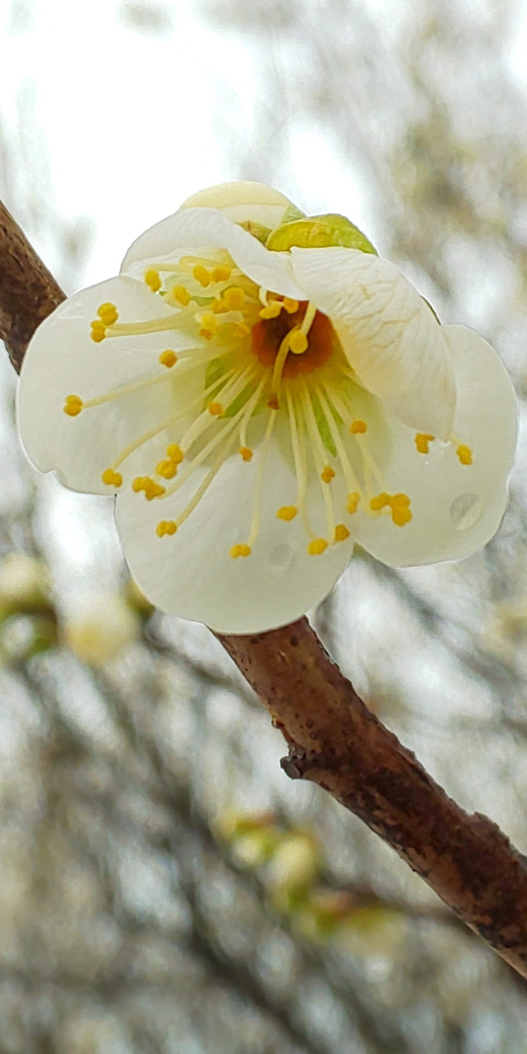 DSC_9583梅