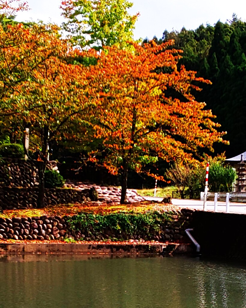 Img 457寺家公園にて By Sibukuri Id 写真共有サイト Photohito