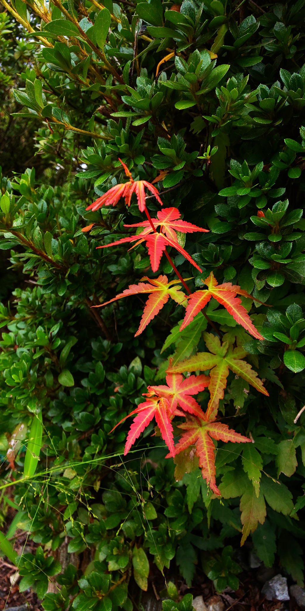 DSC_7084ちっちゃな秋！紅葉