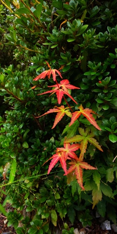 DSC_7084ちっちゃな秋！紅葉
