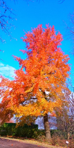 DSC_8599紅葉