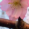 DSC_8293~2桜