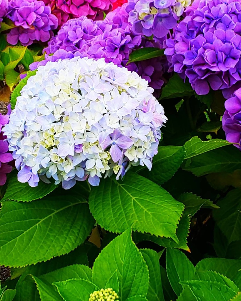 IMG_20190703_132820_832色々！紫陽花色❗️