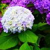 IMG_20190703_132820_832色々！紫陽花色❗️