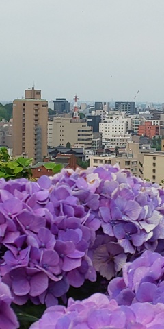 DSC_6259卯辰山公園からの、金沢市街