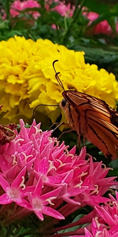 DSC_6695お食事中