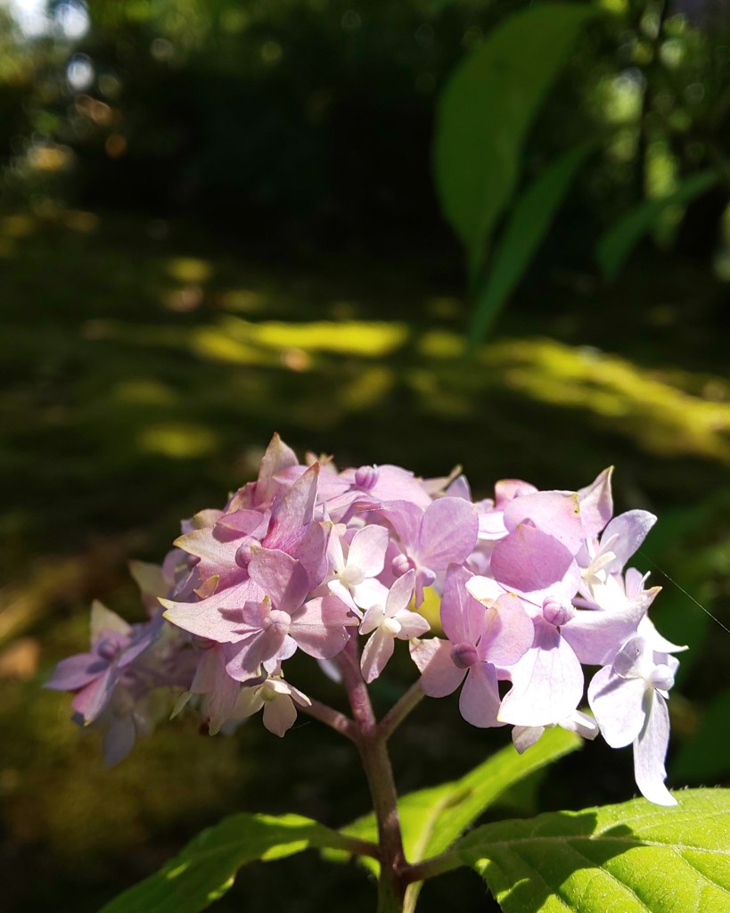 IMG_20190604_142753_288紫陽花
