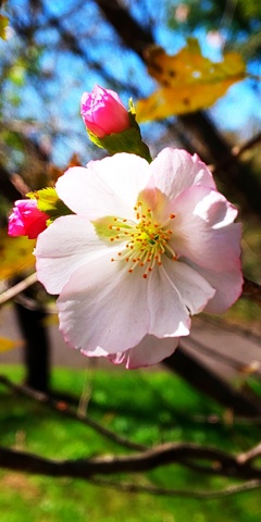 DSC_7436寒桜