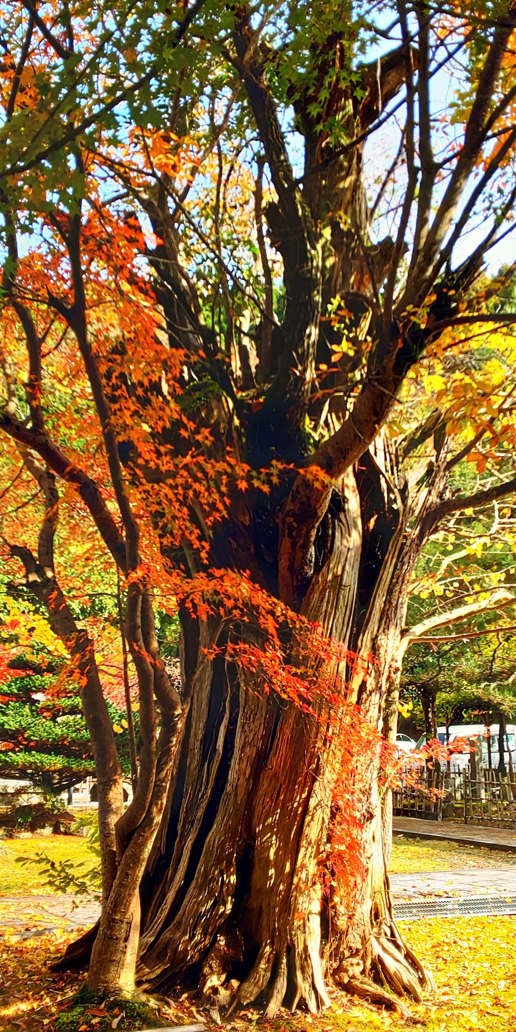 DSC_8188紅葉