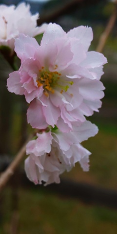 DSC_7194桜咲く！