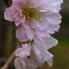 DSC_7194桜咲く！