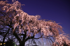 夜桜