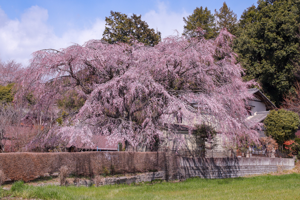 しだれ桜