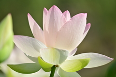蓮の花