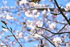 北海道にもやっと咲きました