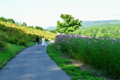 コスモス園