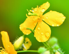 雨上がり