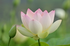 蓮