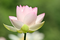 蓮の花
