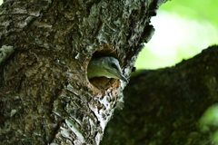 ヤマゲラ