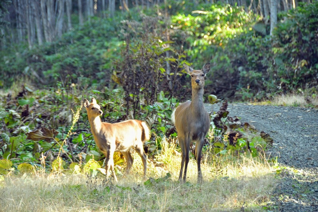 鹿に遭遇