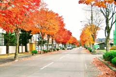 標茶町中学校