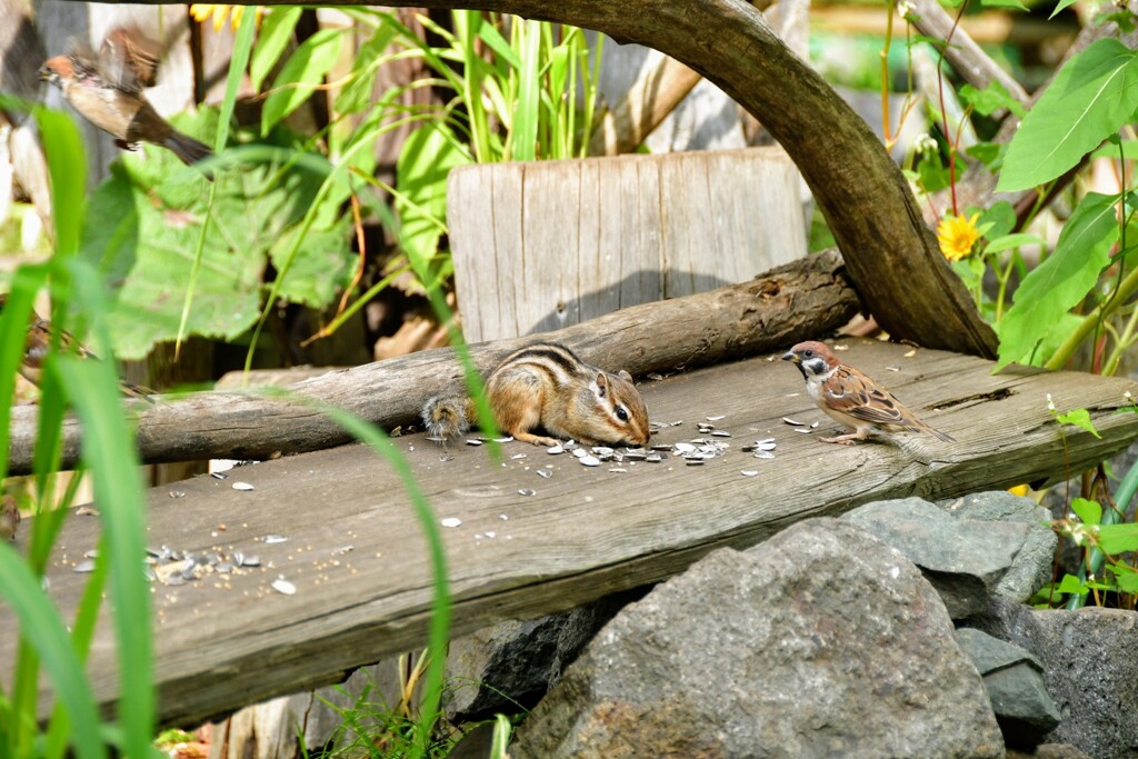 シマリス