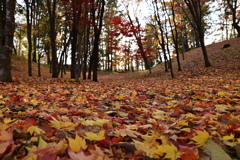 紅葉　終盤