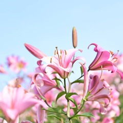 ゆりの郷こしみずリリーパーク