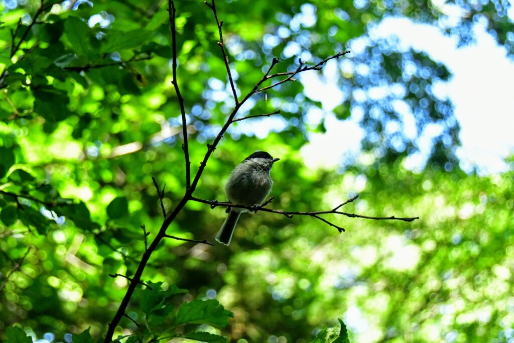 シジュウカラ